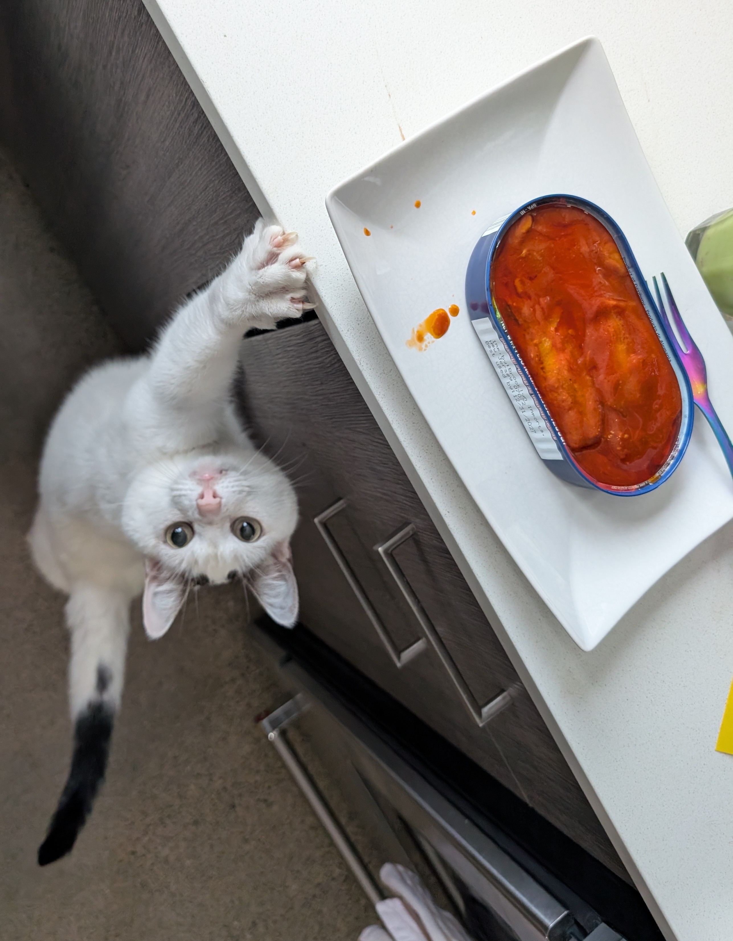 Tinned Fish Saga: Pt 5&nbsp;May/June