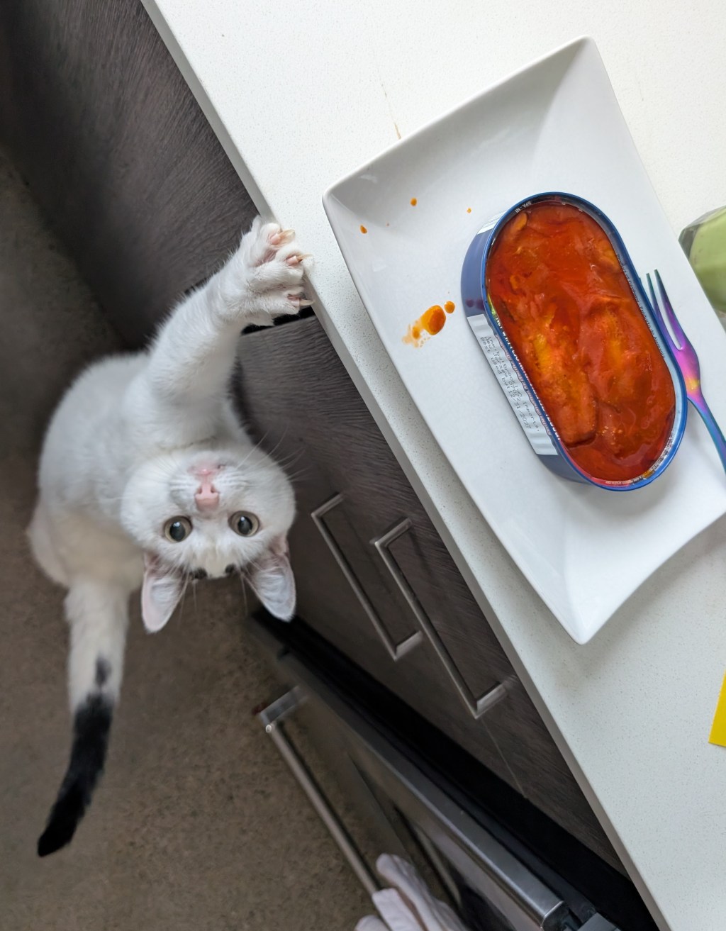 Tinned Fish Saga: Pt 5&nbsp;May/June